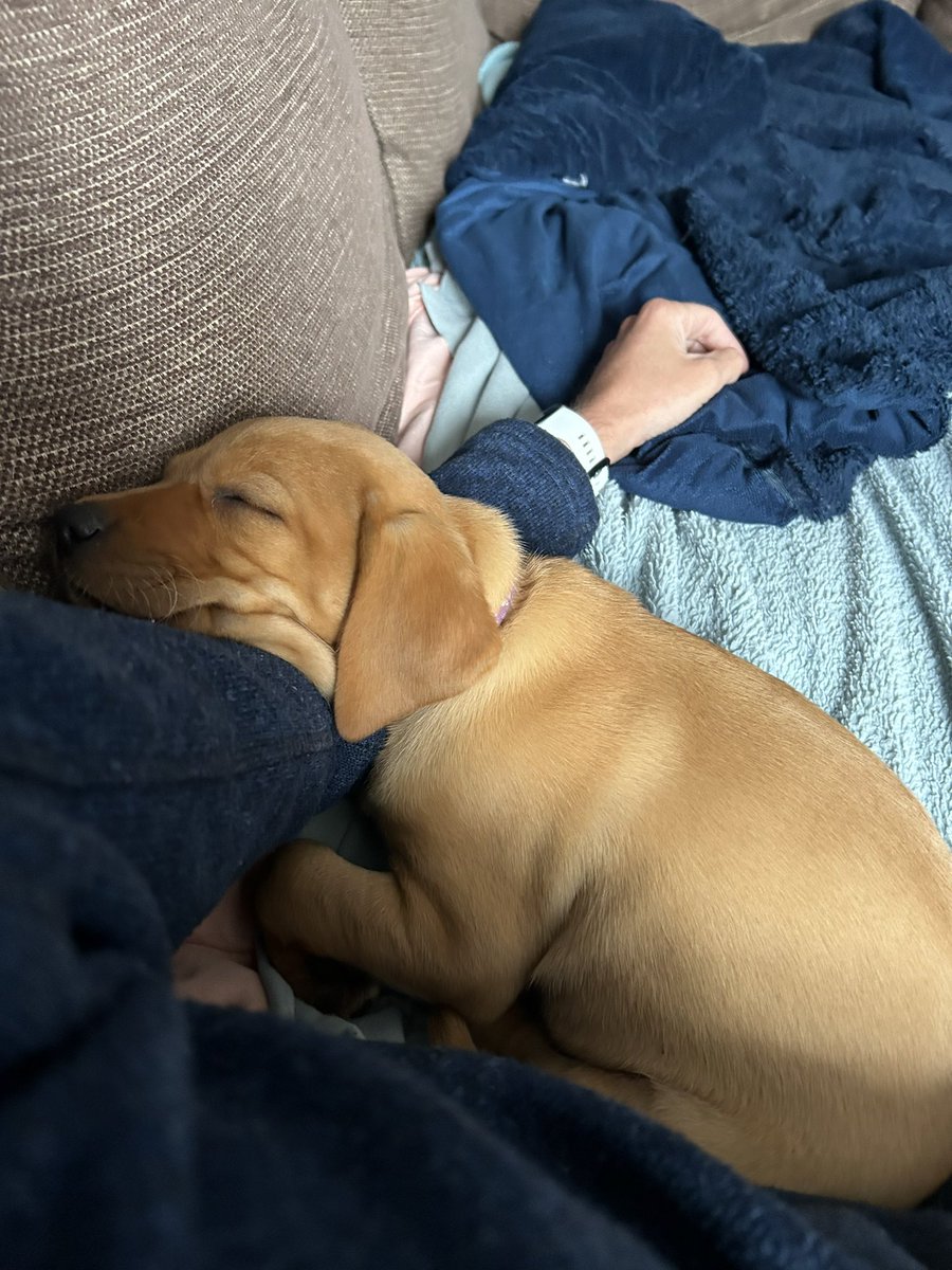 Looks like a sofa day 😍