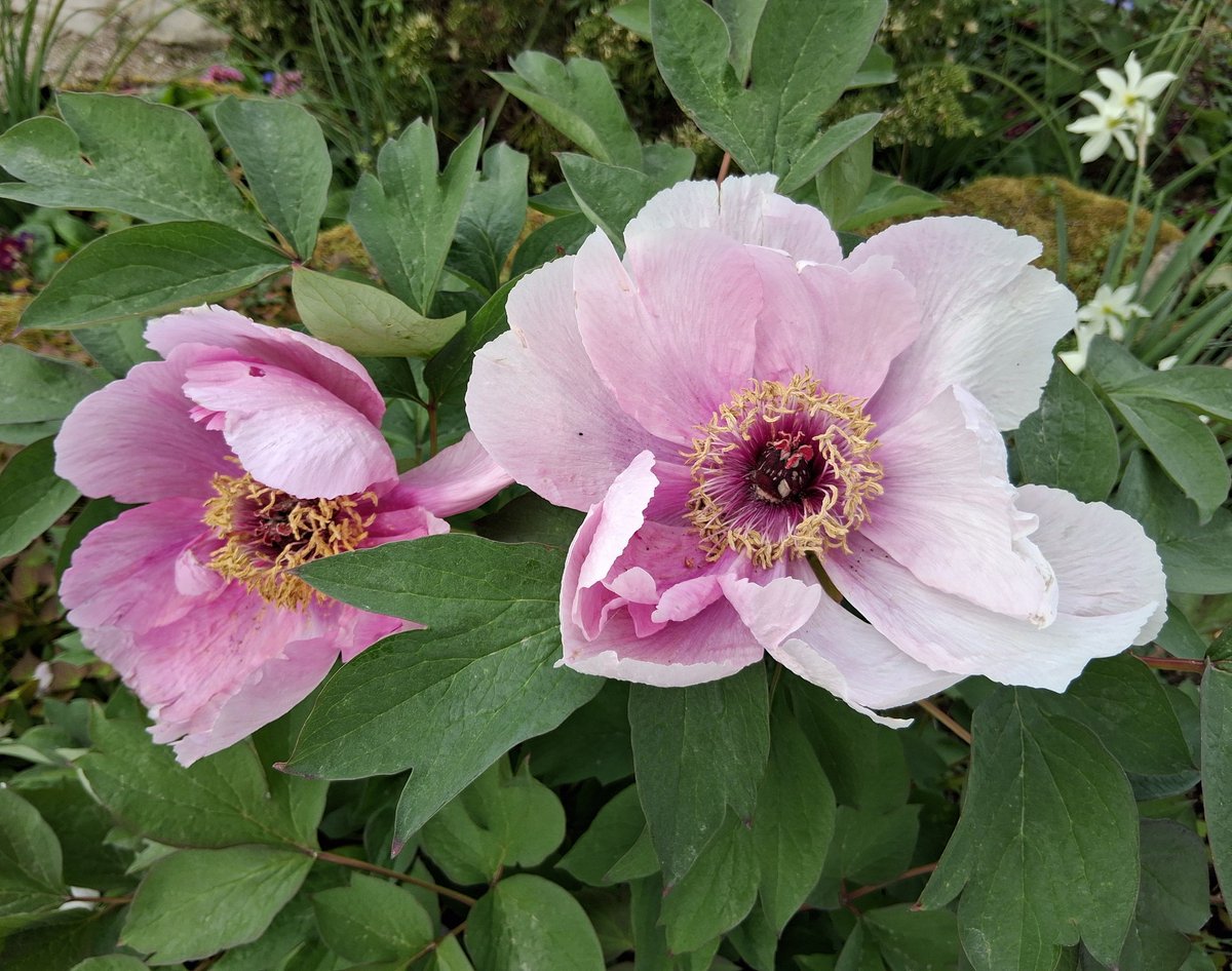 Good morning my friends, have a lovely Sunday and take care 😘 Always be kind 💞