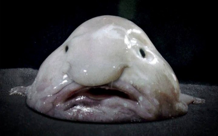 flipanigloo's tweet photo. Not to be rude to Blob Fishes that got taken out of water, but please tell me yall see it; https://t.co/vTVIgZpmY9