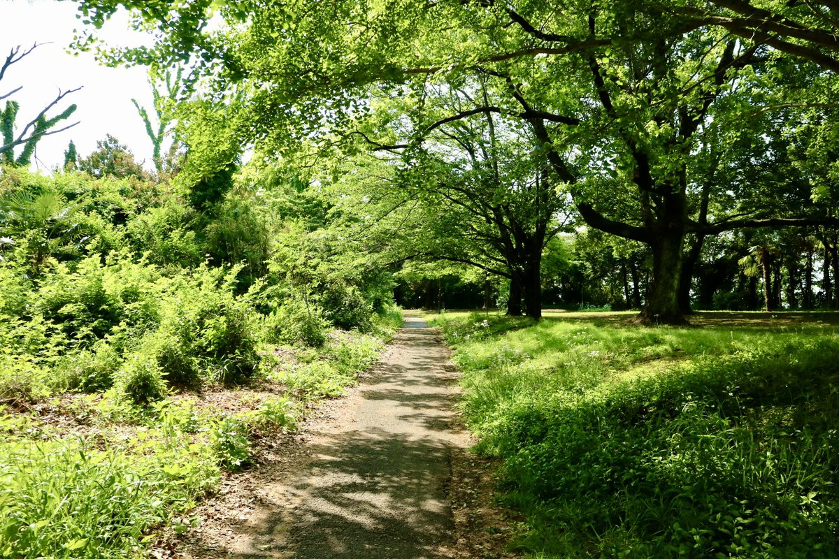 phyrexianMoon's tweet image. 今日は家の近所を散歩した。
いやー、いいところに住んでるなあ、僕は。