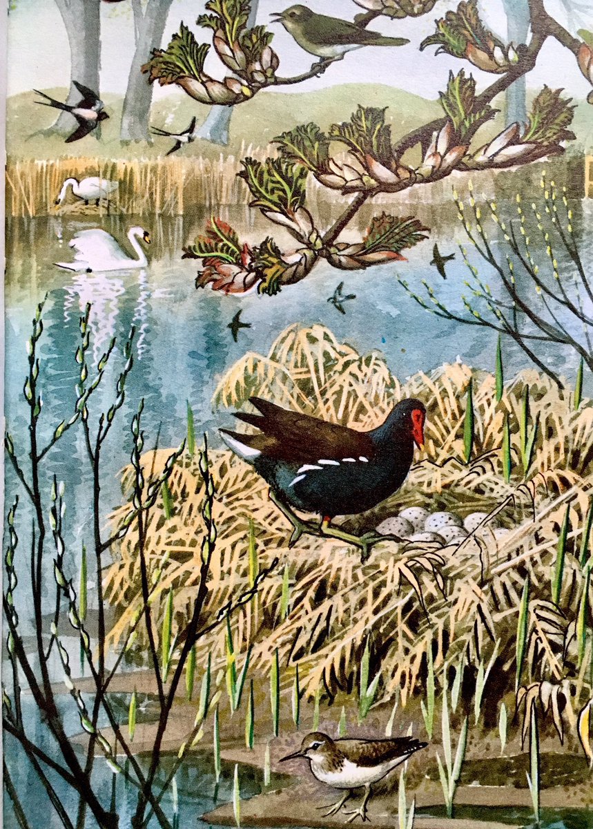 ‘The moorhen builds her nest of reeds and sticks’

(What to Look for in Spring, 1961)
Artist: CF Tunnicliffe