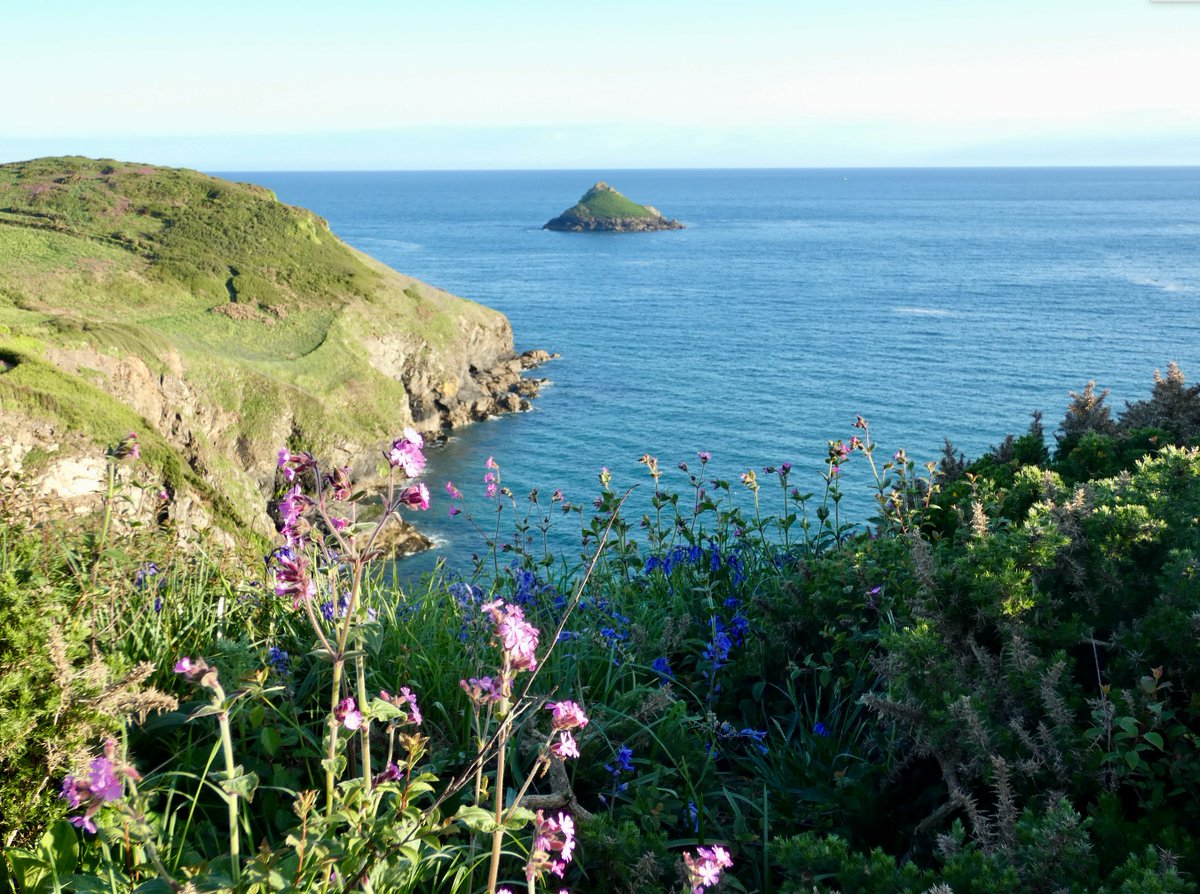 Colour palette 💜💗💚🩵 #wildflowers
