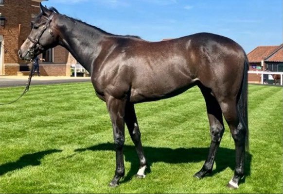Ontoawinner News 🐎 (@ontoawinnernews) on Twitter photo 🏇 St Mark’s Basilica 2yo Colt
Purchased this week at <a href="/Tattersalls1766/">Tattersalls</a> Breeze-Up Sale.
We believe he has all the right ingredients to progress quickly.
He will be trained by <a href="/ivanfurtado21/">Ivan Furtado Racing</a>
Get in touch to secure your share and avoid disappointment.
ontoawinner.net/syndicate/st-m… 🏇 St Mark’s Basilica 2yo Colt
Purchased this week at <a href="/Tattersalls1766/">Tattersalls</a> Breeze-Up Sale.
We believe he has all the right ingredients to progress quickly.
He will be trained by <a href="/ivanfurtado21/">Ivan Furtado Racing</a>
Get in touch to secure your share and avoid disappointment.
ontoawinner.net/syndicate/st-m…