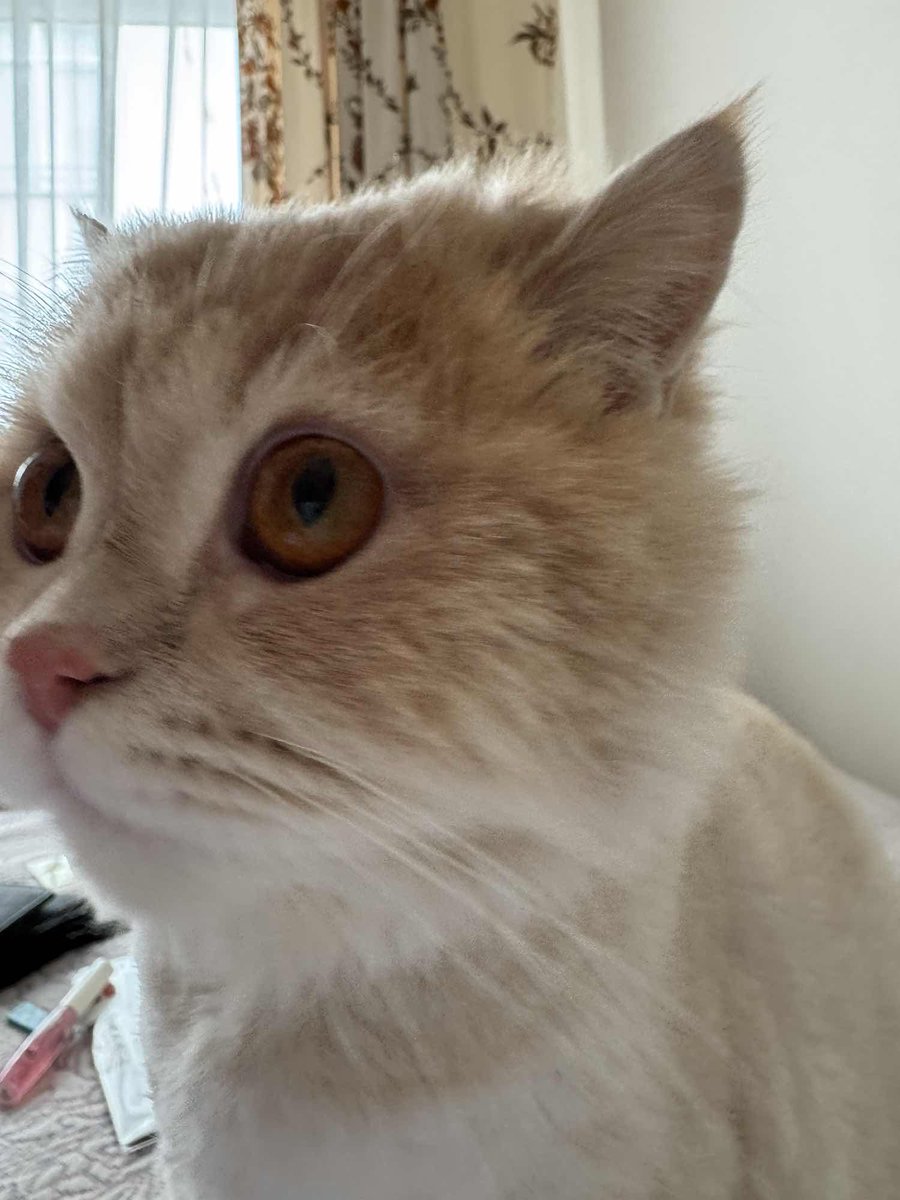 Kayıp İlanı!  
kedim mestan kayboldu
Ekleyen: Nilay Çevik
Balıkesir - Bandırma - İhsaniye
kayiphayvanlar.com/detail/484
#kayıp #kedi #köpek #kayıphayvan #kayıphayvanlar