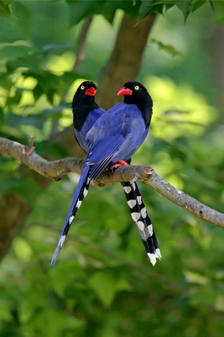 Wildlife Wonders (@life_wild21208) on Twitter photo 