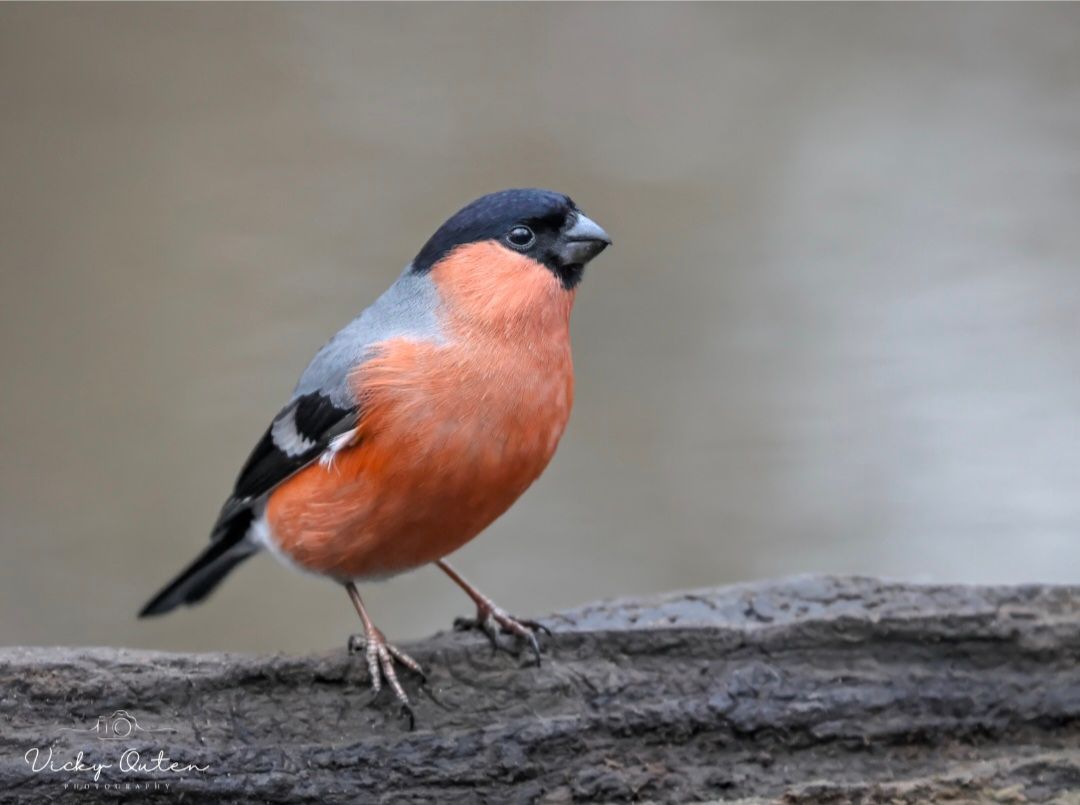 Vicky Outen Photo CPAGB (@vickyoutenphoto) on Twitter photo Male bullfinch
linktr.ee/vickyoutenphoto
#wildlife #bbccountryfilemagpotd #photooftheday #BBCWildlifePOTD #BBCSpringwatch <a href="/ThePhotoHour/">#ThePhotoHour</a> <a href="/Team4Nature/">Team4Nature</a> <a href="/Britnatureguide/">The British Nature Guide</a> <a href="/NatureUK/">NatureUK</a> @wildlifemag <a href="/nature_voice/">Giving Nature a Voice</a> #bullfinch
Thanks for your support! Male bullfinch
linktr.ee/vickyoutenphoto
#wildlife #bbccountryfilemagpotd #photooftheday #BBCWildlifePOTD #BBCSpringwatch <a href="/ThePhotoHour/">#ThePhotoHour</a> <a href="/Team4Nature/">Team4Nature</a> <a href="/Britnatureguide/">The British Nature Guide</a> <a href="/NatureUK/">NatureUK</a> @wildlifemag <a href="/nature_voice/">Giving Nature a Voice</a> #bullfinch
Thanks for your support!