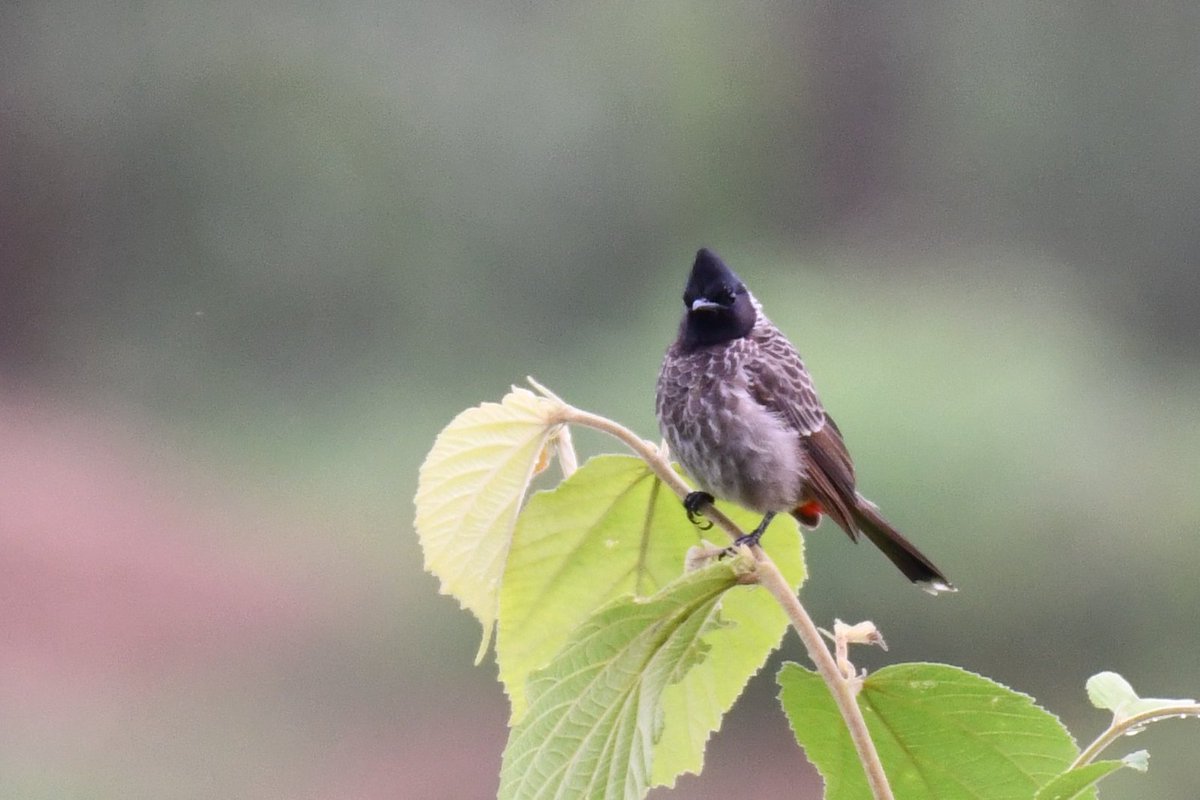 abhimanyumi's tweet photo. Red vented bul bul
#IndiAves 
#BirdsSeenIn2025 https://t.co/mDGzZnLGck