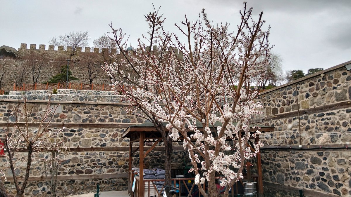 ERZURUM'A BAHAR GELDİ...
Türkiye Harp Malulü Gaziler Şehit Dul ve Yetimleri Derneği Erzurum Şubesinin faaliyet gösterdiği tarihi konağın bahçesinde meyve ağaçları çiçek açtı. Arka planda Erzurum Kalesinin surları...