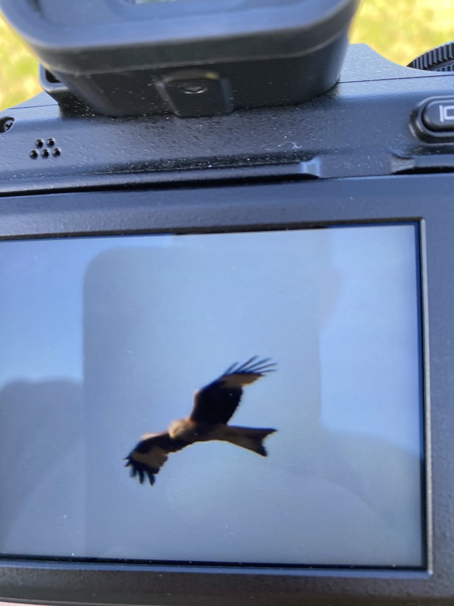 ⁦<a href="/CBWPS1/">Cornwall Birds</a>⁩ Red Kite heading east over Clodgy Point.