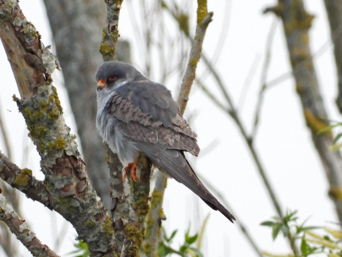alanbodd's tweet image. Five Red-Footed Falcon still in trees at Carlton Marshes, Suffolk this morning,waiting for it to warm up a bit.