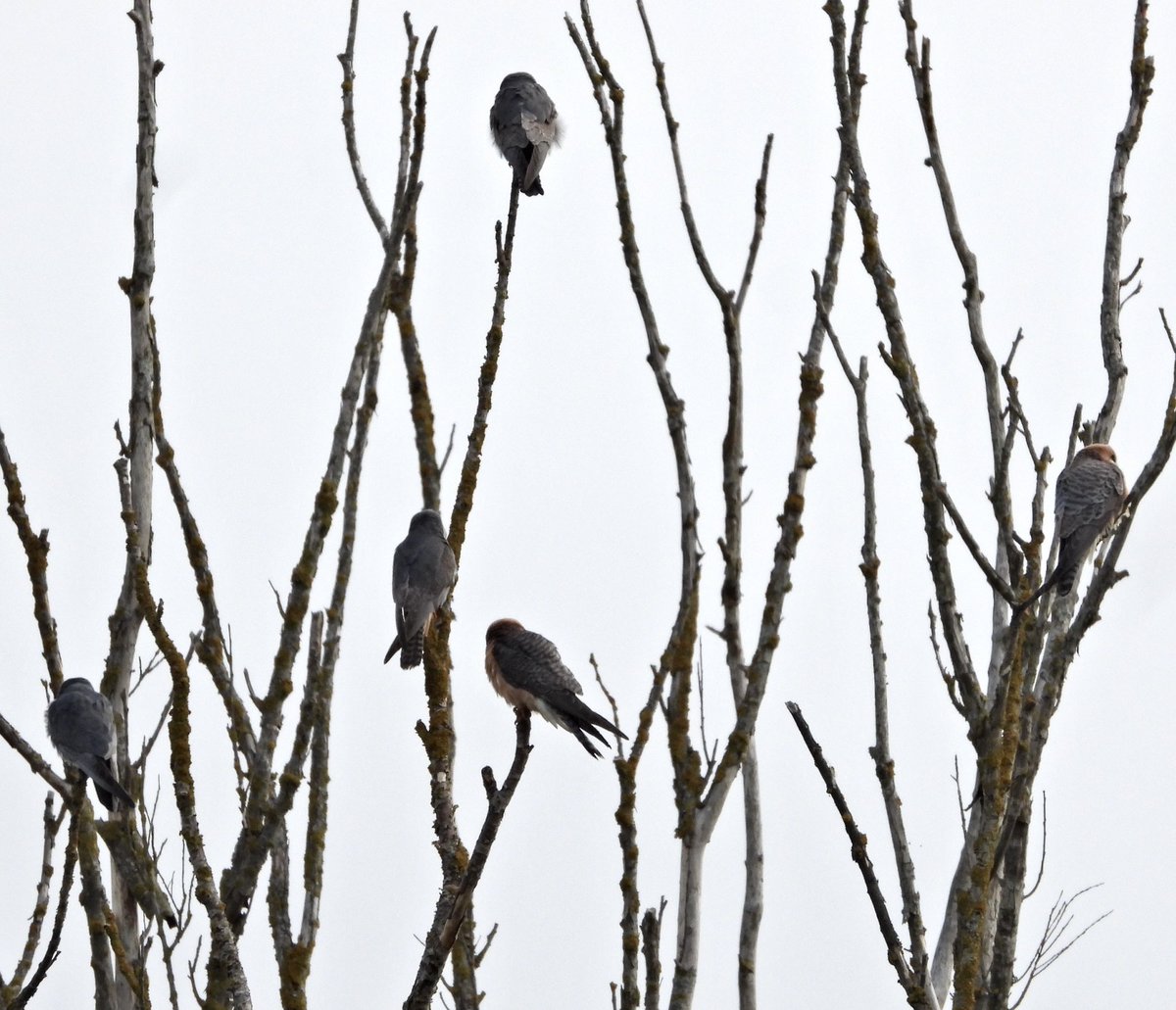alanbodd's tweet image. Five Red-Footed Falcon still in trees at Carlton Marshes, Suffolk this morning,waiting for it to warm up a bit.