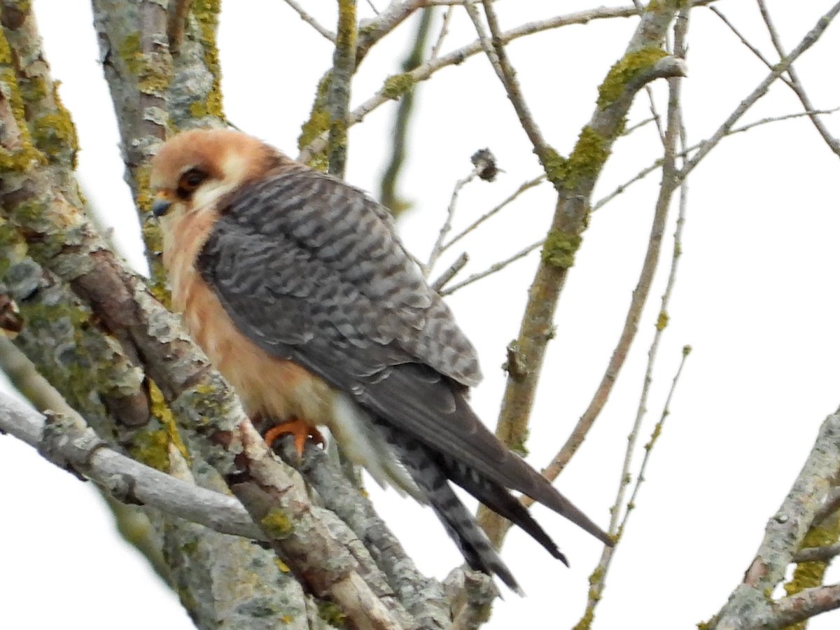 alanbodd's tweet image. Five Red-Footed Falcon still in trees at Carlton Marshes, Suffolk this morning,waiting for it to warm up a bit.