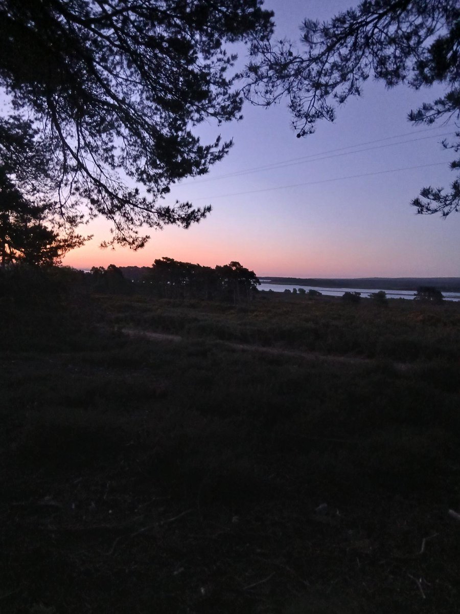 On international dawn chorus day we had a fabulous dawn chorus guided walk at RSPB Arne this morning. The highlights were Nightjar, Blackcap and Firecrest, well worth setting the alarm clock for!