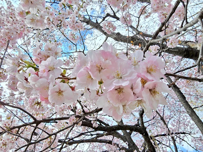桜〜