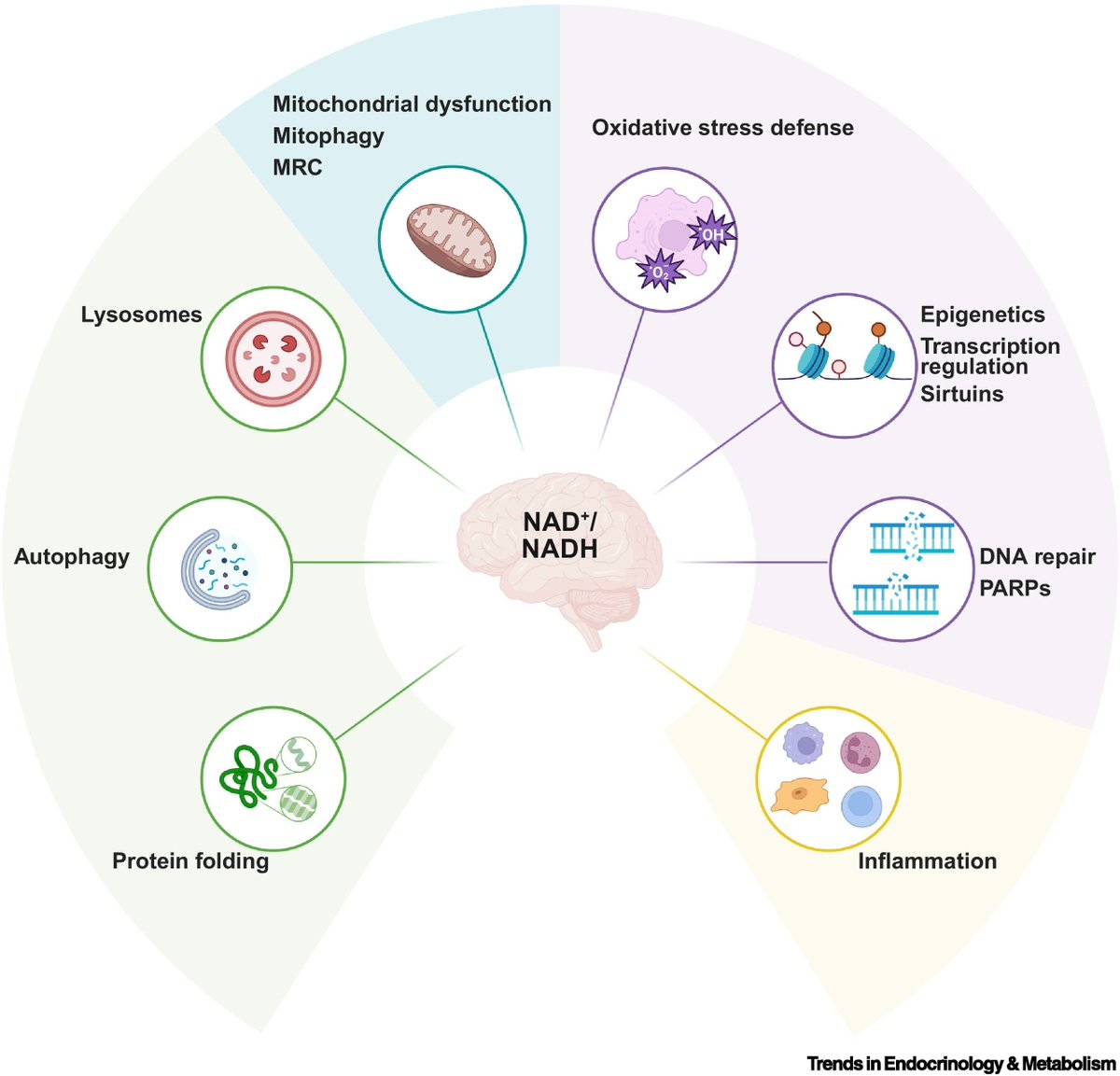Mitochondrial Medicine (@mito_therapy) on Twitter photo Good morning Mito-friends. Don't miss this new selection of papers related to #MitochondrialMedicine presorted by
<a href="/Bims_BiomedNews/">Bims: Biomed News</a>
biomed.news/bims-mitmed/20…
Nicotinamide adenine dinucleotide (NAD) augmentation in neurodegenerative disease (NDD) is a multi-target approach. Good morning Mito-friends. Don't miss this new selection of papers related to #MitochondrialMedicine presorted by
<a href="/Bims_BiomedNews/">Bims: Biomed News</a>
biomed.news/bims-mitmed/20…
Nicotinamide adenine dinucleotide (NAD) augmentation in neurodegenerative disease (NDD) is a multi-target approach.