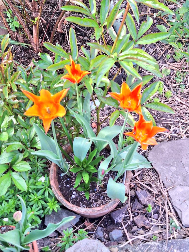 Talgarth WAW tweet media