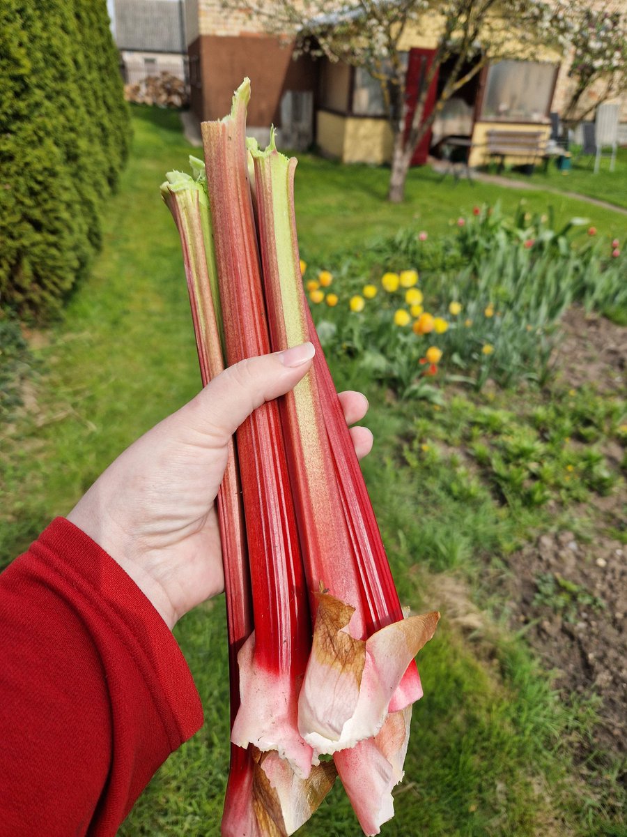 Šodien par godu 4. Maija Svētkiem būs pirmo rabarberu plātsmaize.