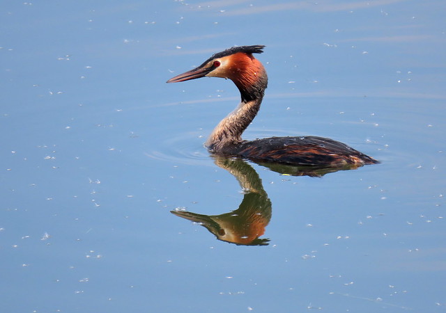 Great Crested Grebe. Photographed by one of our Nature UK members.