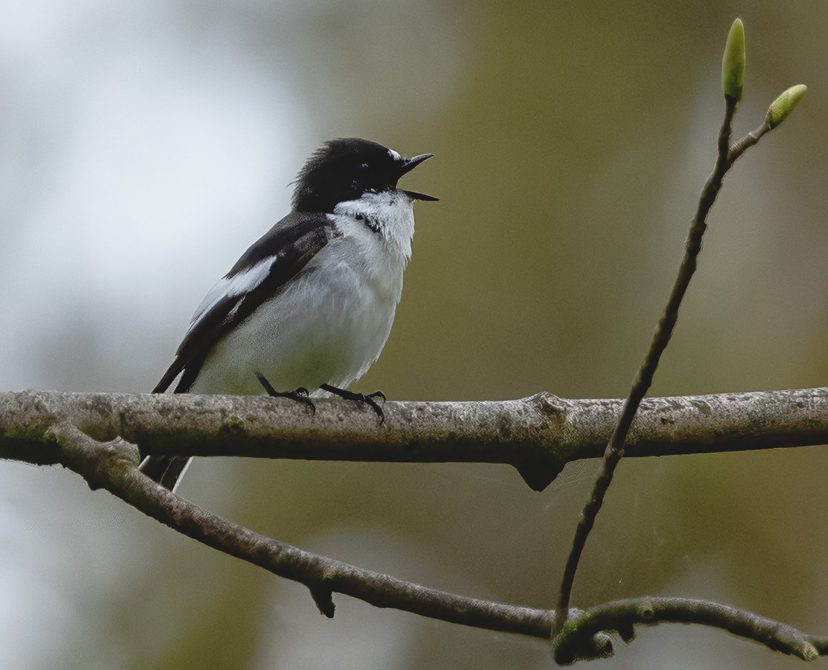 Pied Flycatcher. Photographed recently by one of our Nature UK members.