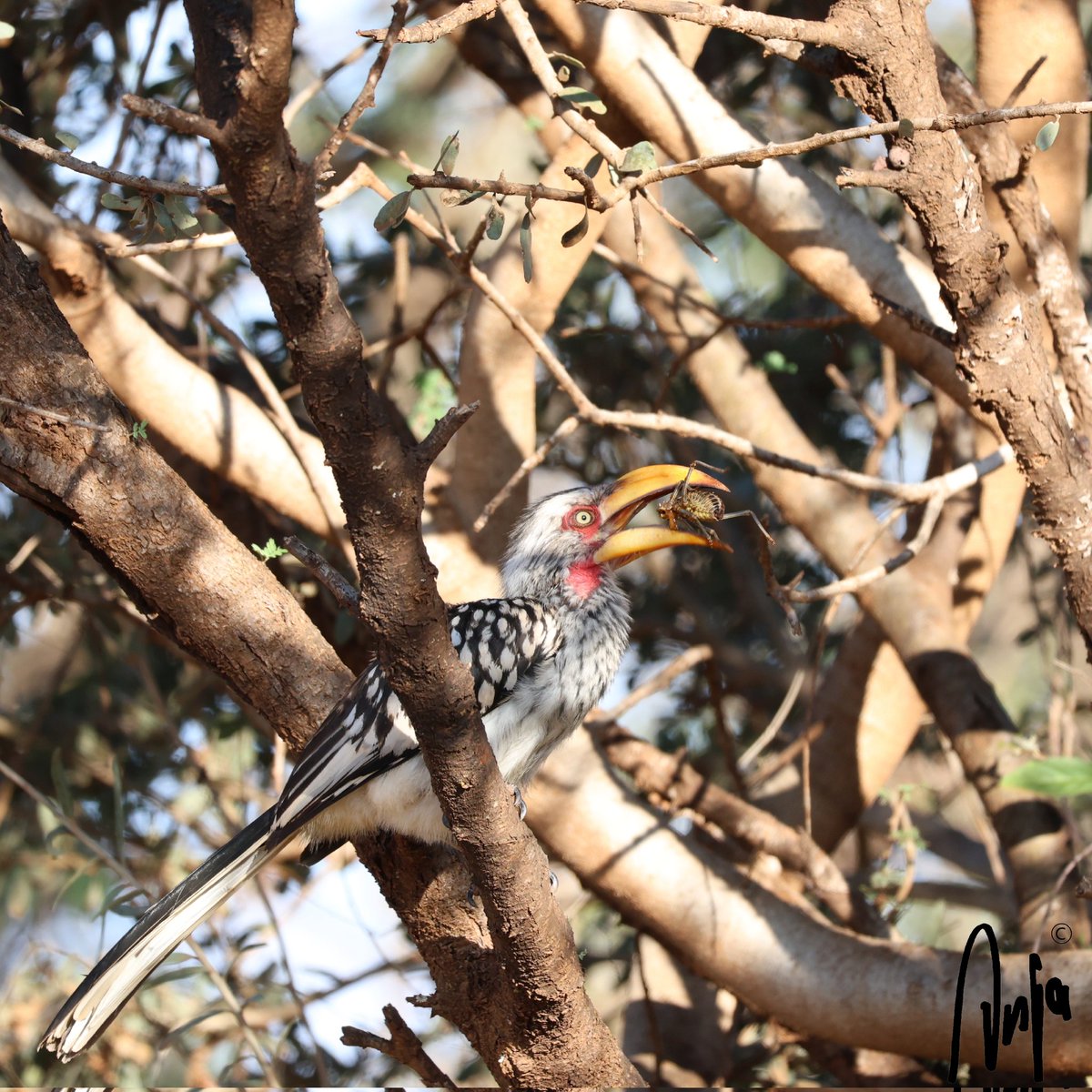 Corn crickets seem to be a popular snack.
Southern Yellowbilled Hornbill
#photography #nature #outdoors #garden #goedemorgen #birdwatching #Francistown #Botswana #Africa #BirdsSeenIn2025