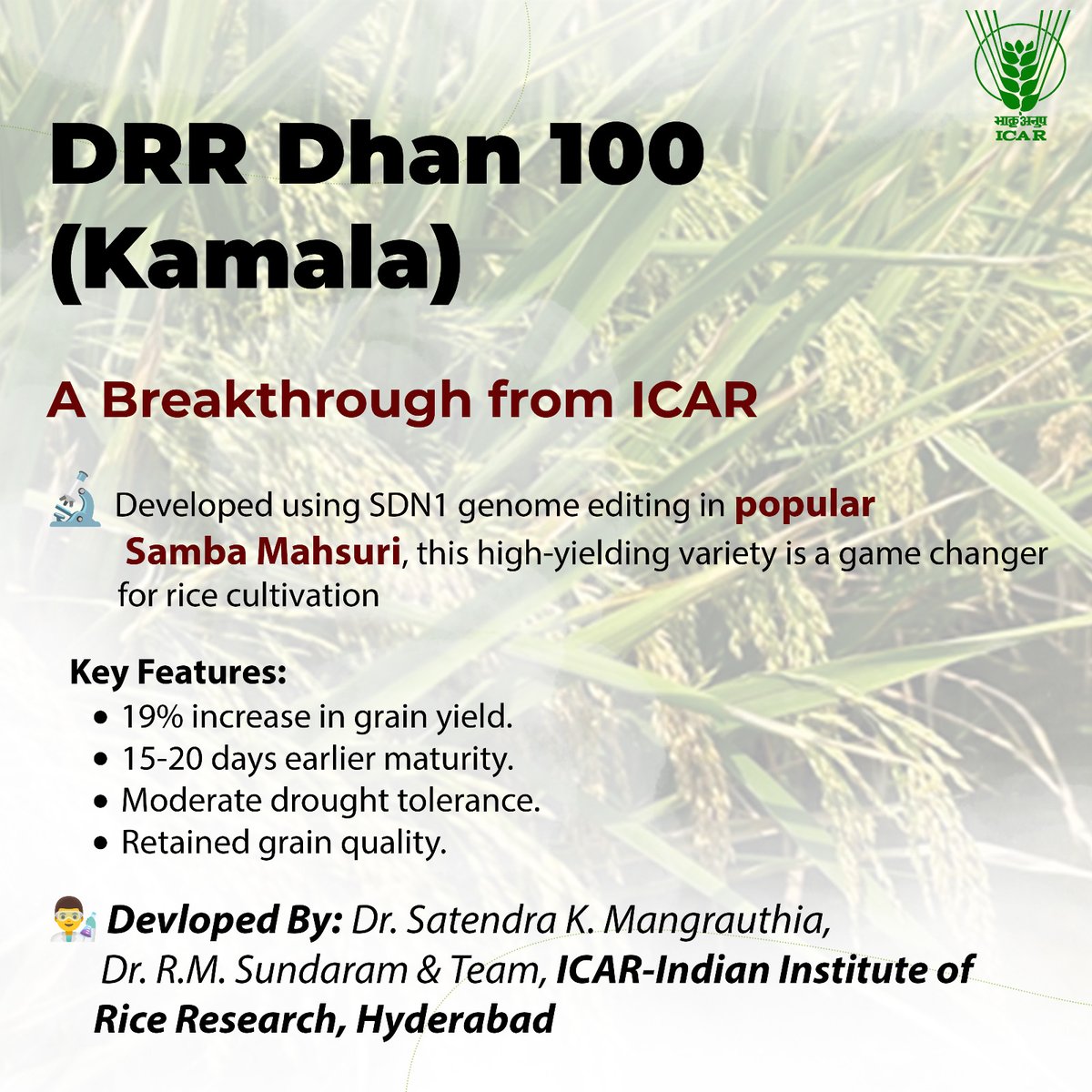 DRR Dhan 100 (Kamala)   #ICAR <a href="/PMOIndia/">PMO India</a>
<a href="/ChouhanShivraj/">Shivraj Singh Chouhan</a>  <a href="/AgriGoI/">Agriculture INDIA</a>  <a href="/DDKisanChannel/">Doordarshan Kisan - दूरदर्शन किसान</a>
  <a href="/PIB_India/">PIB India</a>  <a href="/mygovindia/">MyGovIndia</a>