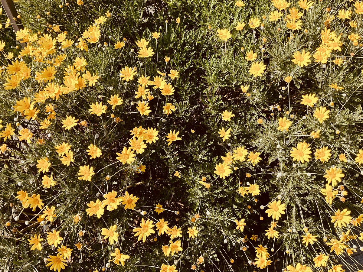 MassimoDozio1's tweet image. #springcelebration