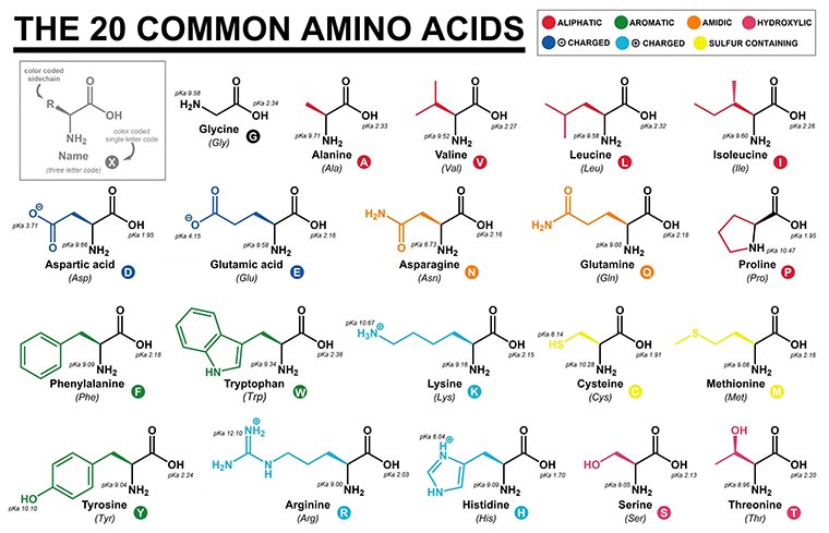 Amino acids are chemicals.