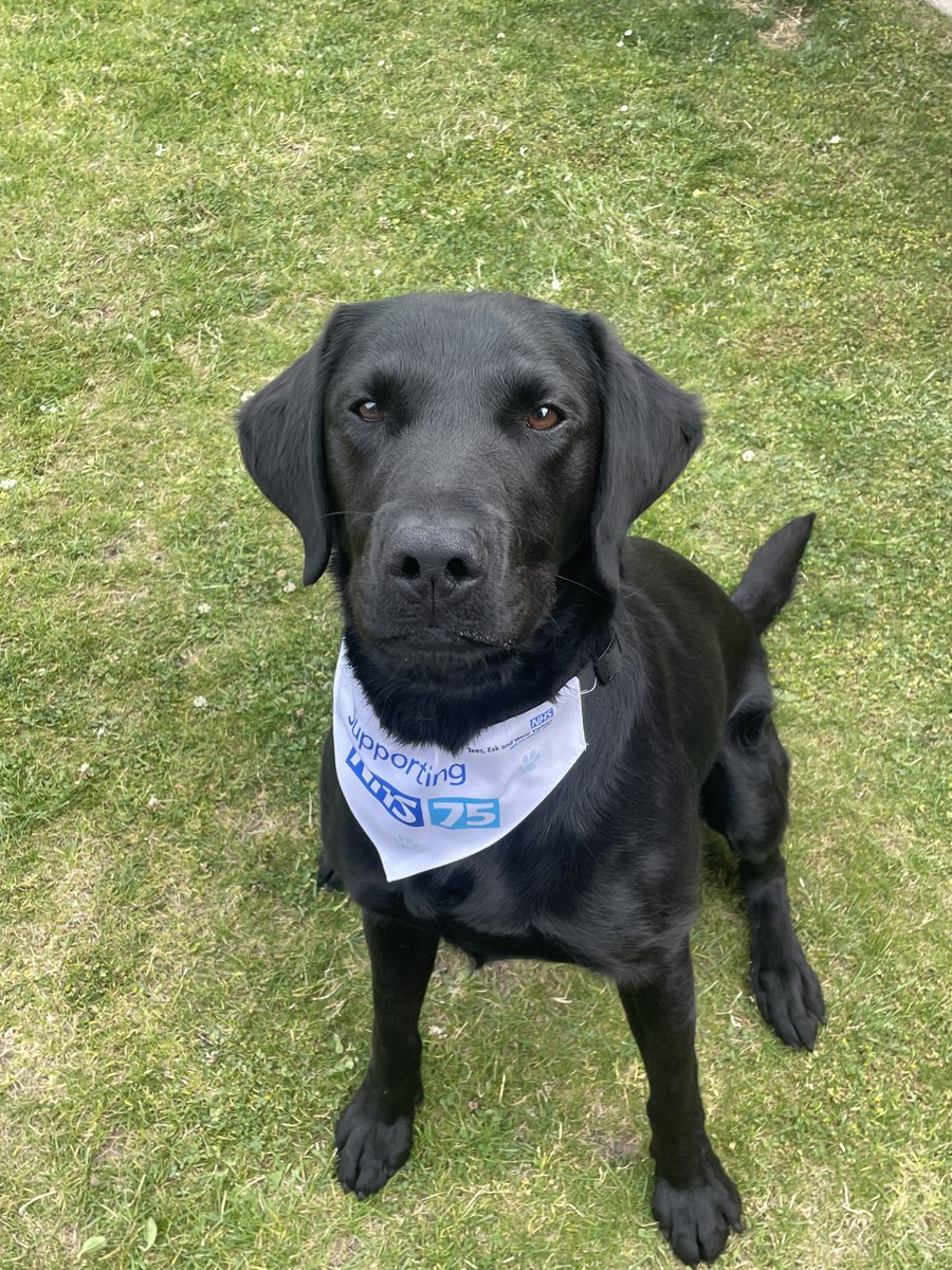 Amazing news that <a href="/PSOSDogs/">Police Scotland Dogs</a> has chosen the <a href="/The_NFRSA/">NFRSA</a> to be associated with, following the lead of many other forces. 
One of the proudest points of my 20 year (another 25 to go 🥵) career is developing links with them and for them agreeing to take care of NHS Detection dogs in