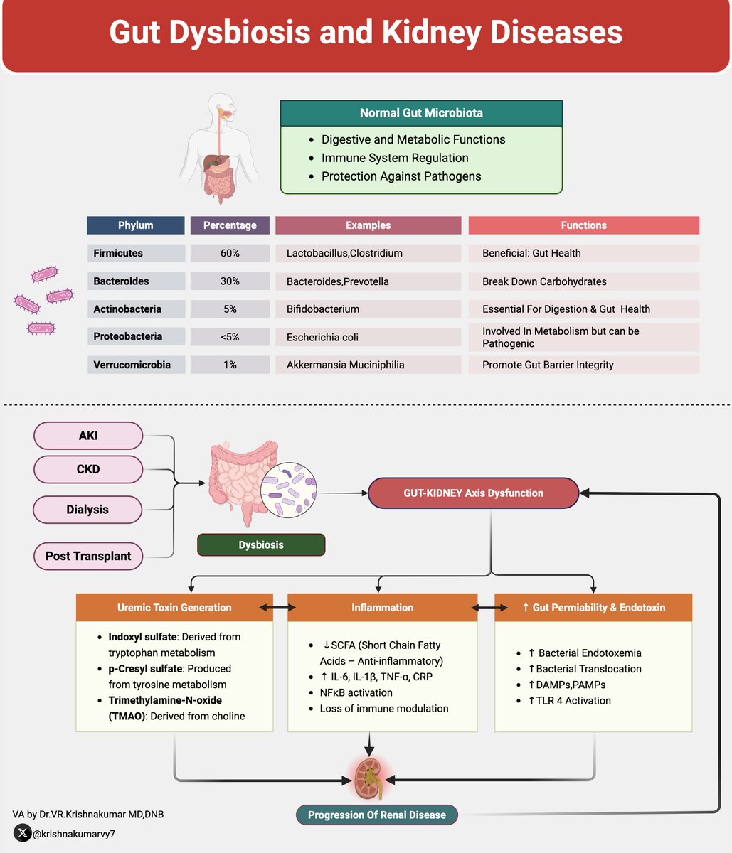 VR.Krishnakumar (@krishnakumarvy7) on Twitter photo Gut Dysbiosis& Kidney Disease Key notes #CKD #Dysbiosis #progression <a href="/divyaa24/">Dr. Divya Bajpai 🇮🇳</a> <a href="/dr_sourabha/">Sowrabha Rajanna</a> <a href="/DivyaveerSSNeph/">Smita Divyaveer, MD, DM #NephroNuggets</a> <a href="/hardik4u24/">Dr. Hardik Patel 🩺💉</a> <a href="/sabarivenus/">SABARINATH S MD,DM,PDF(Renal Tx),FASN,FISN</a> <a href="/priti899/">Dr Priti MD,FASN🇮🇳 (प्रिति)</a> <a href="/happiedoc/">Subashri</a> <a href="/dra_miliflores/">Milagros Flores</a> <a href="/elbaonelida/">Elba Medina</a> Gut Dysbiosis& Kidney Disease Key notes #CKD #Dysbiosis #progression <a href="/divyaa24/">Dr. Divya Bajpai 🇮🇳</a> <a href="/dr_sourabha/">Sowrabha Rajanna</a> <a href="/DivyaveerSSNeph/">Smita Divyaveer, MD, DM #NephroNuggets</a> <a href="/hardik4u24/">Dr. Hardik Patel 🩺💉</a> <a href="/sabarivenus/">SABARINATH S MD,DM,PDF(Renal Tx),FASN,FISN</a> <a href="/priti899/">Dr Priti MD,FASN🇮🇳 (प्रिति)</a> <a href="/happiedoc/">Subashri</a> <a href="/dra_miliflores/">Milagros Flores</a> <a href="/elbaonelida/">Elba Medina</a>