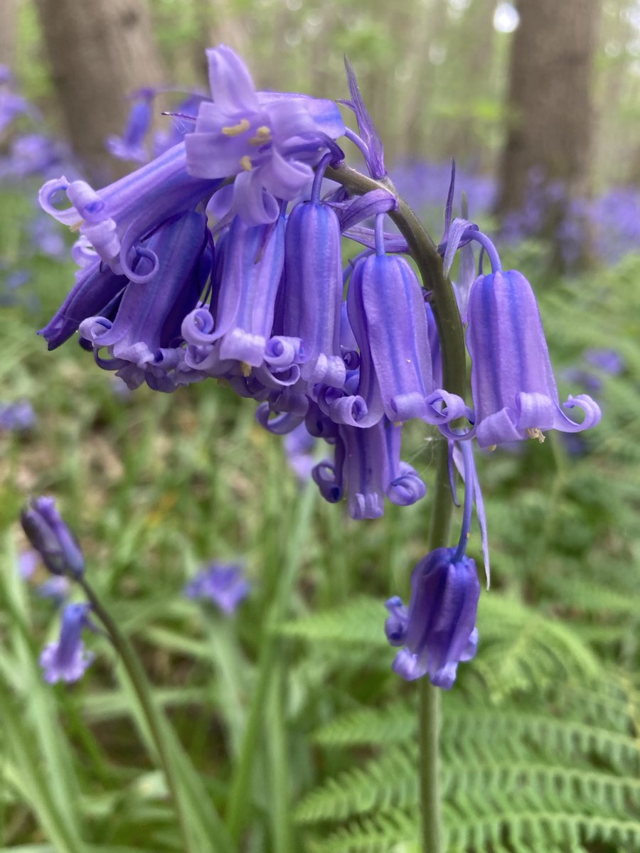 The older the English Bluebell, the more ‘bells’ it has, adding new ones each year as the bulb and root system increases in size

An individual plant can live for at least fifteen years, and a plant like this would  produce over 150 seeds annually