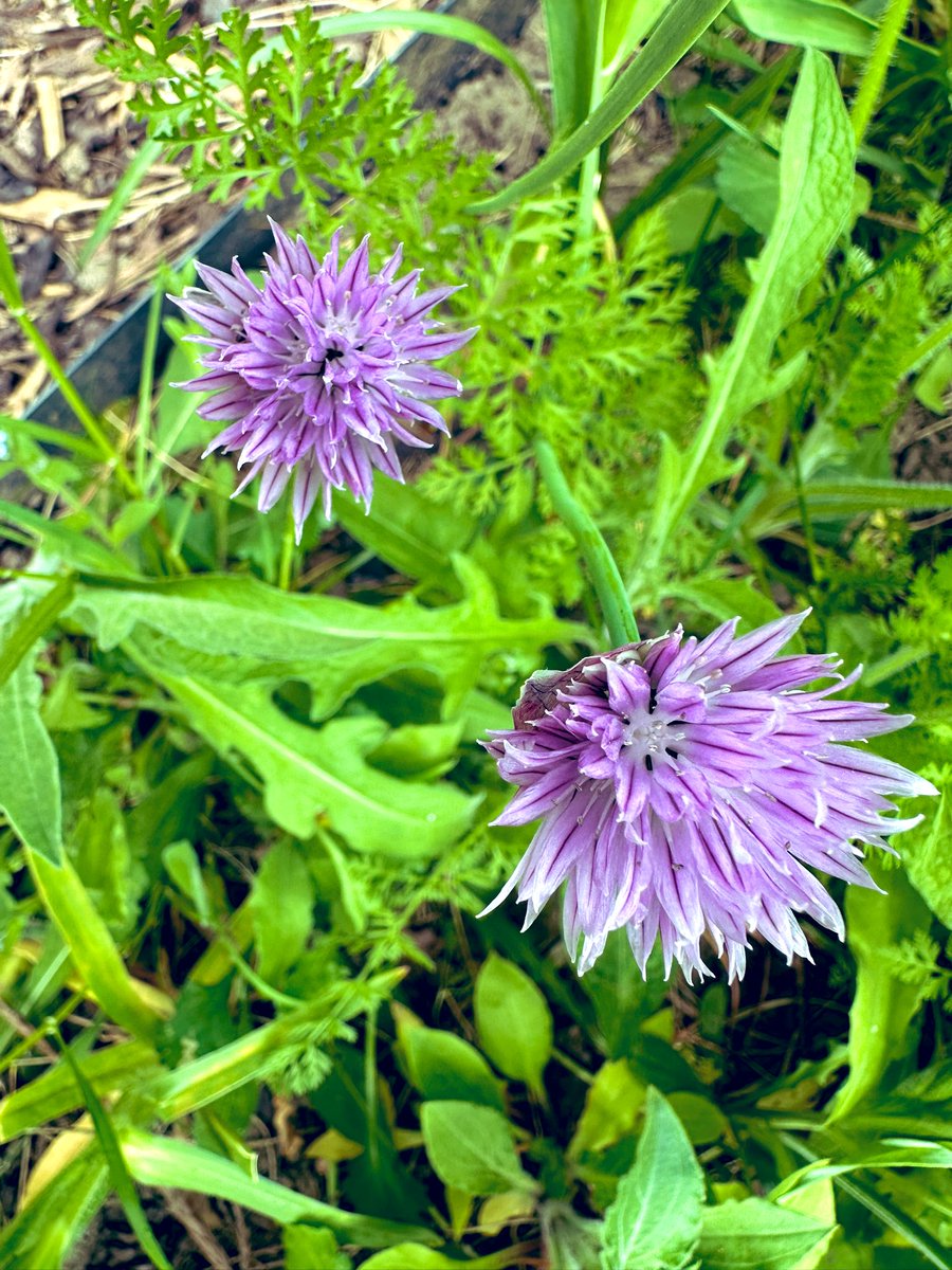 SkylarkArtist's tweet image. Chives as a wildflower…
#chives #edible #wildflower
💜💜
