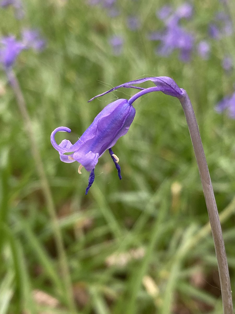It can take up to seven years for an English Bluebell seed to become a bulb and produce its first flower 

This is from an area we seeded five years ago, and we are now getting flowers 🫠