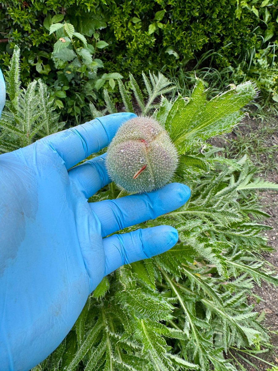 💐¡Felicidades mamás! 💝
En vuestro día os dedicamos una de las flores más grandes y hermosas  que tenemos ahora en el <a href="/RJBOTANICO/">REAL JARDÍN BOTÁNICO</a>, la super amapola:  Papaver orientale.
📷: G. Torres © RJB-CSIC 
#FelizDiadelaMadre