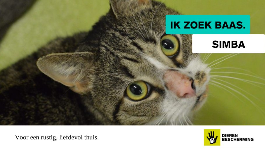 #ikzoekbaas Deze knuffelkont &amp; allemansvriend zoekt 'n rustig plekje waar hij goed vertroeteld wordt. Heb jij ervaring met #katten (Simba kan bij overprikkeling of frustratie lelijk reageren) en ben jij in voor intense kroelsessies?❤️ Check z'n profiel!🐾  bit.ly/4mdFwCr