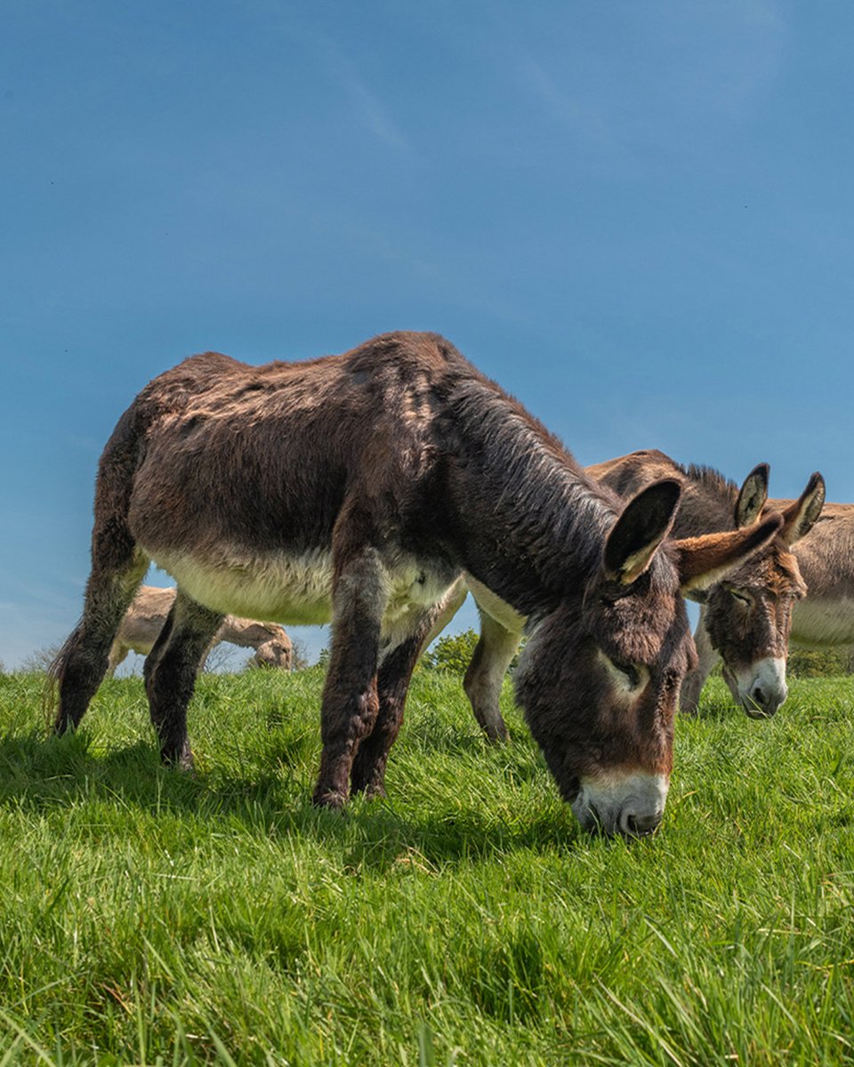 No Mow May? More like 'No Mow Bray'! 🌿

At our Sidmouth sanctuary, we're letting nature flourish as some areas will be left uncut to help wildlife and pollinators thrive ➡️ bray.news/42GN60s
