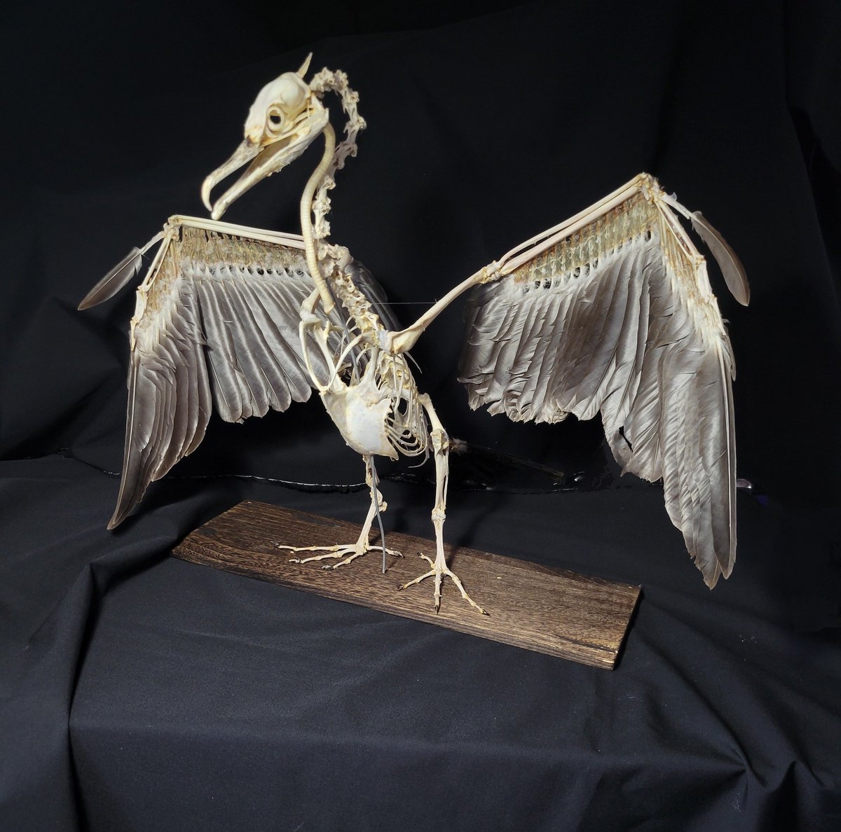 鯎朱 (@uguisu64) / Posts / X