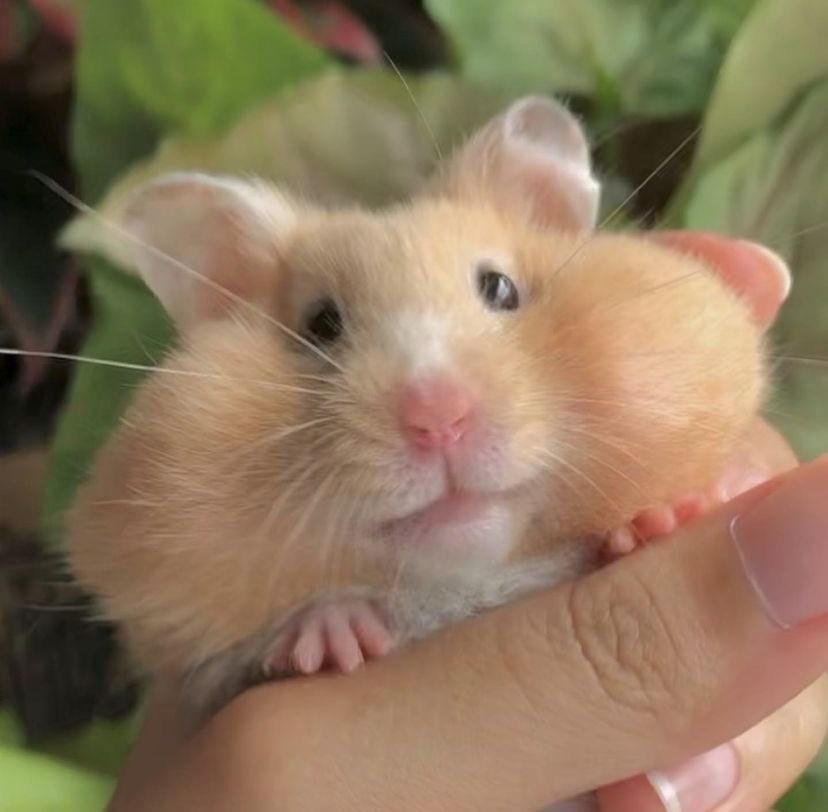 What do you think about this? 🐹