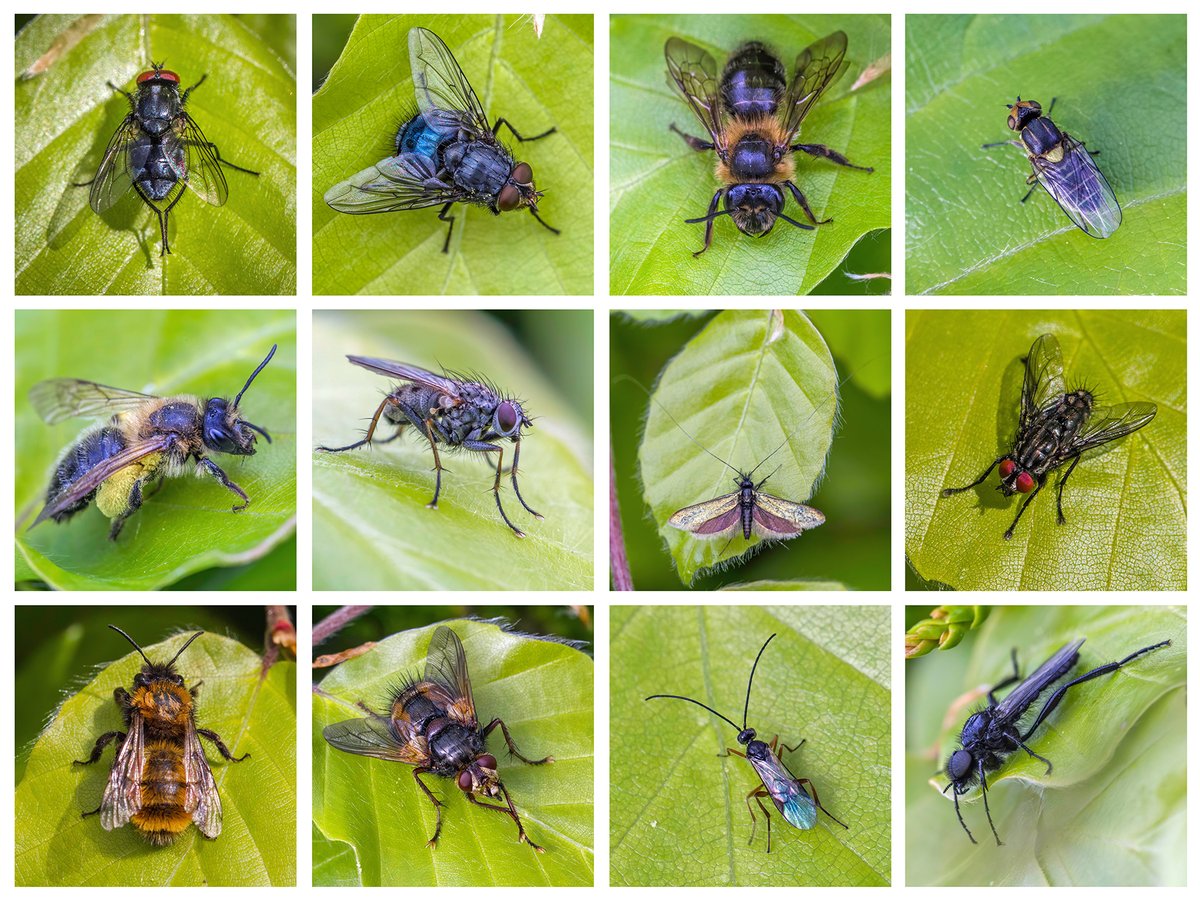 Another composite of insects visiting Beech leaves in our garden hedgerow. Features some new additions to this year's "Beech List"! #Staffs #biodiversity #pollination