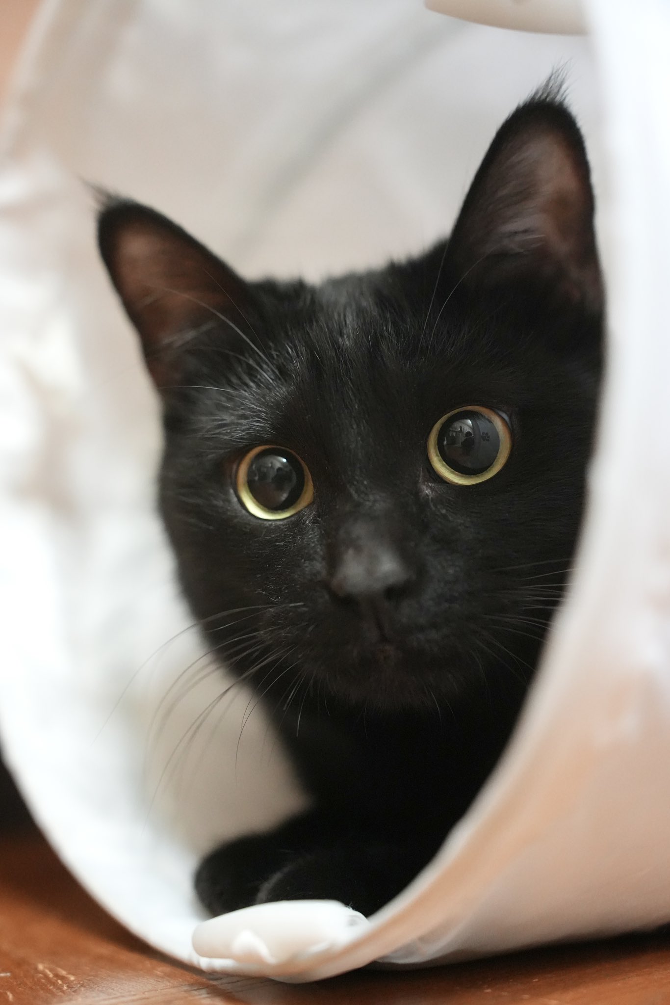 大注目 黒猫つくねちゃん太しっぽ  X: on 家具