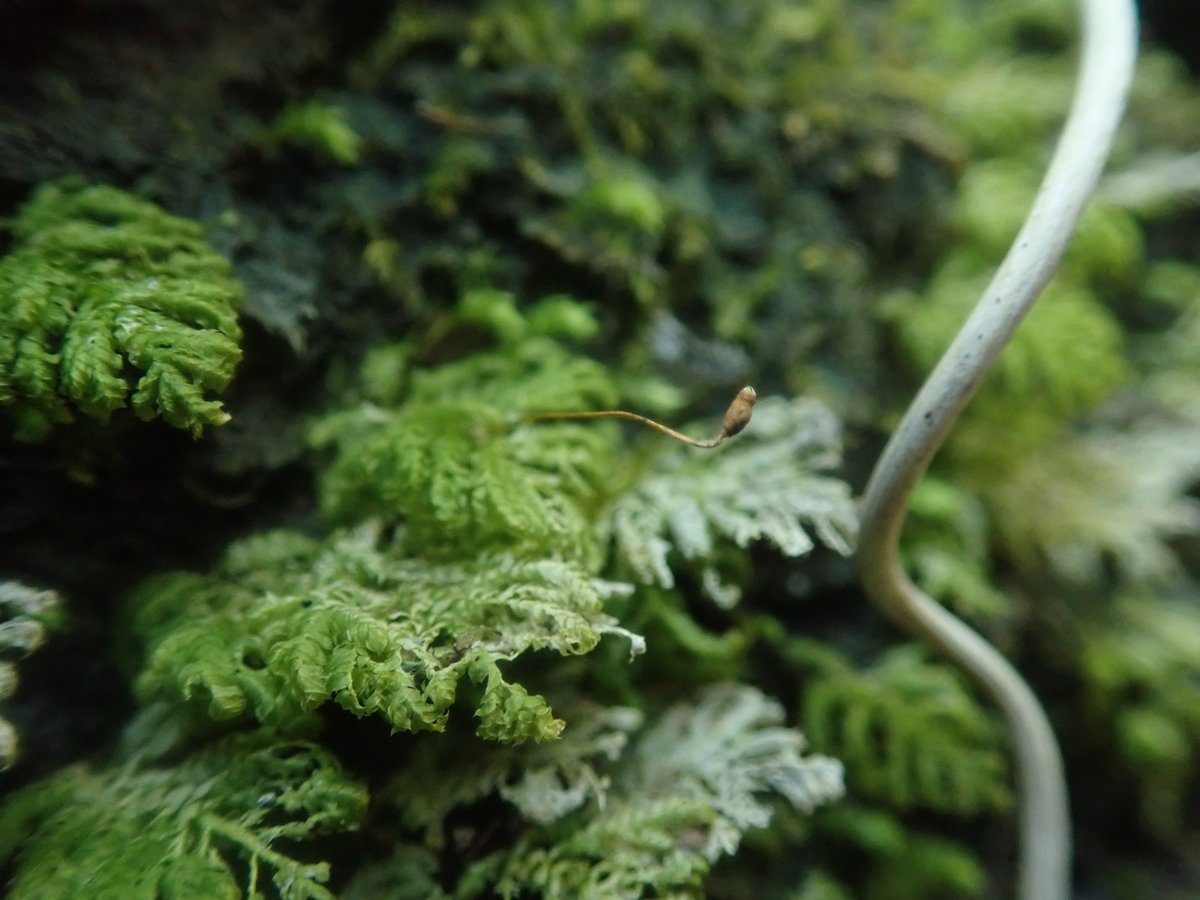 Hypopterygium flavolimbatum sensu Kruijer (2002). H. japnicum and H. fauriei are synonym  of this. In Japan, the habitat of H. japonicum is almost only calcareous aria, H. faurieri is not like the habitat. H. japonicum have straw color seta, H. fauriei have red corlor.