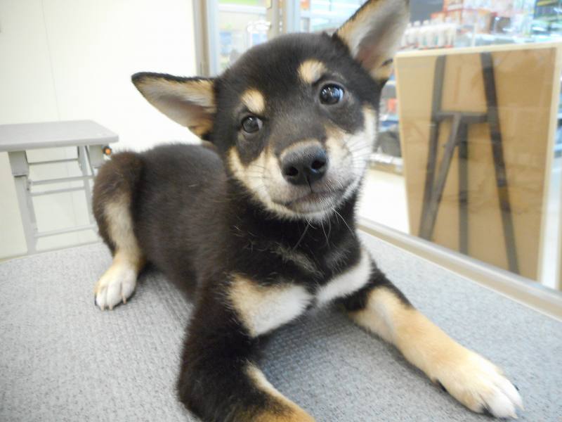 yipo121's tweet image. 今日5月4日はゆずちゃんがうちのコになった日。来た日は3kgちょい→大きく育ちました。現在15kg位