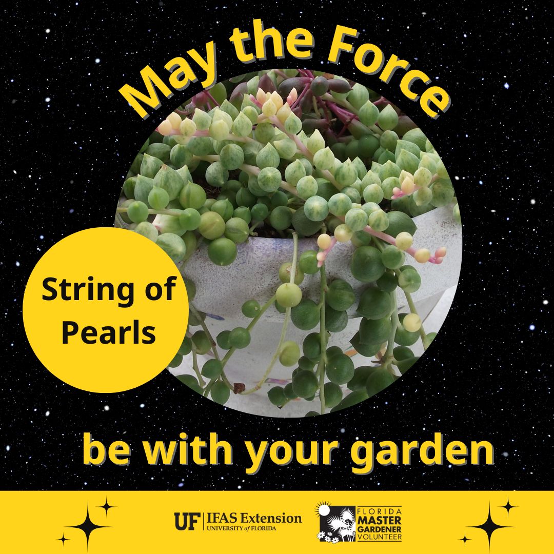FL Master Gardener Volunteer Program (@floridamgs) on Twitter photo May the Fourth...be with your garden? Let’s honor the plant universe with a few species that look like they could be found in a galaxy far, far, away. Find more otherworldly plants at <a href="/UF_IFAS/">UF IFAS Solutions</a> Gardening Solutions: gardeningsolutions.ifas.ufl.edu May the Fourth...be with your garden? Let’s honor the plant universe with a few species that look like they could be found in a galaxy far, far, away. Find more otherworldly plants at <a href="/UF_IFAS/">UF IFAS Solutions</a> Gardening Solutions: gardeningsolutions.ifas.ufl.edu