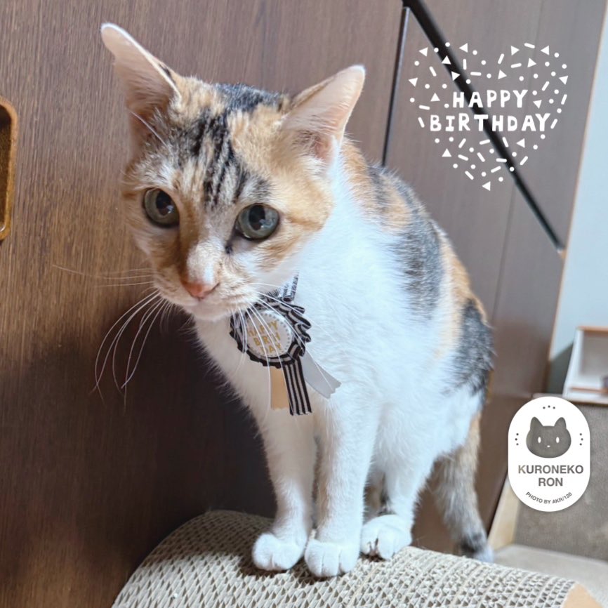 ねこ AKR|7巻でたよ on X: