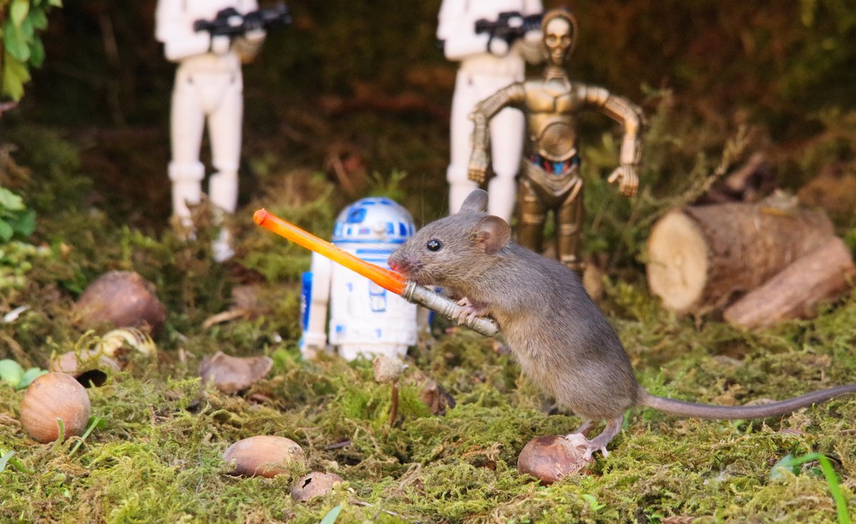 simon_dell_tog's tweet image. may the 4th be with you