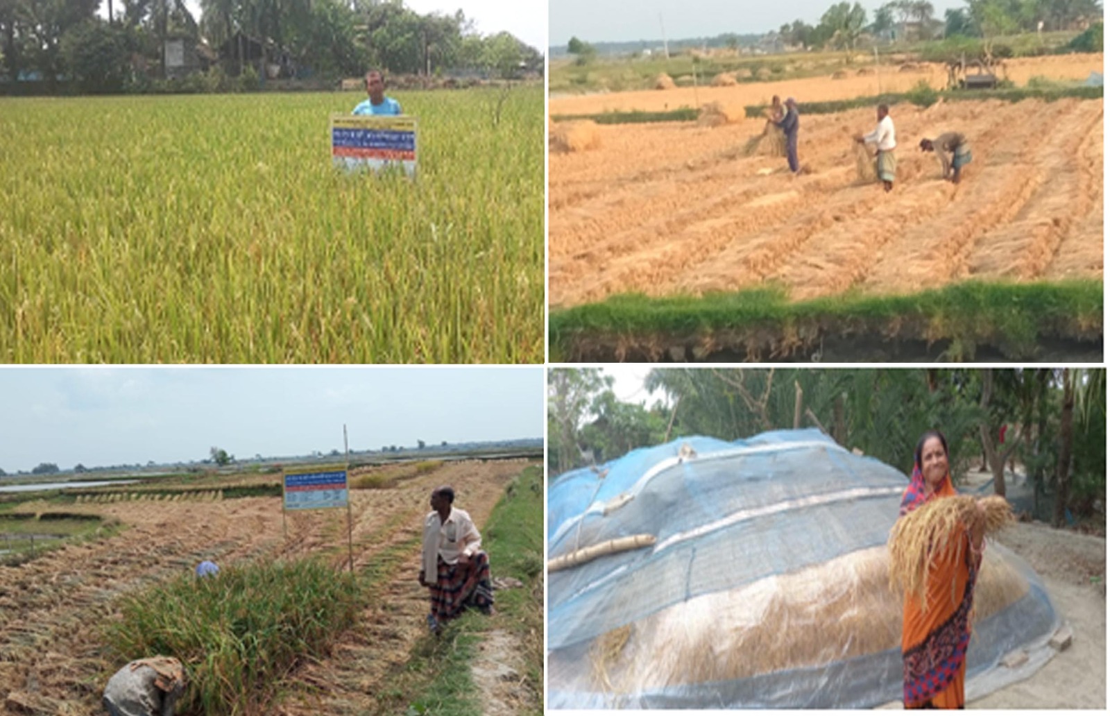 দেবহাটায় ব্রি হাইব্রিড ধান-৮ চাষে সম্ভাবনার নতুন দিগন্ত