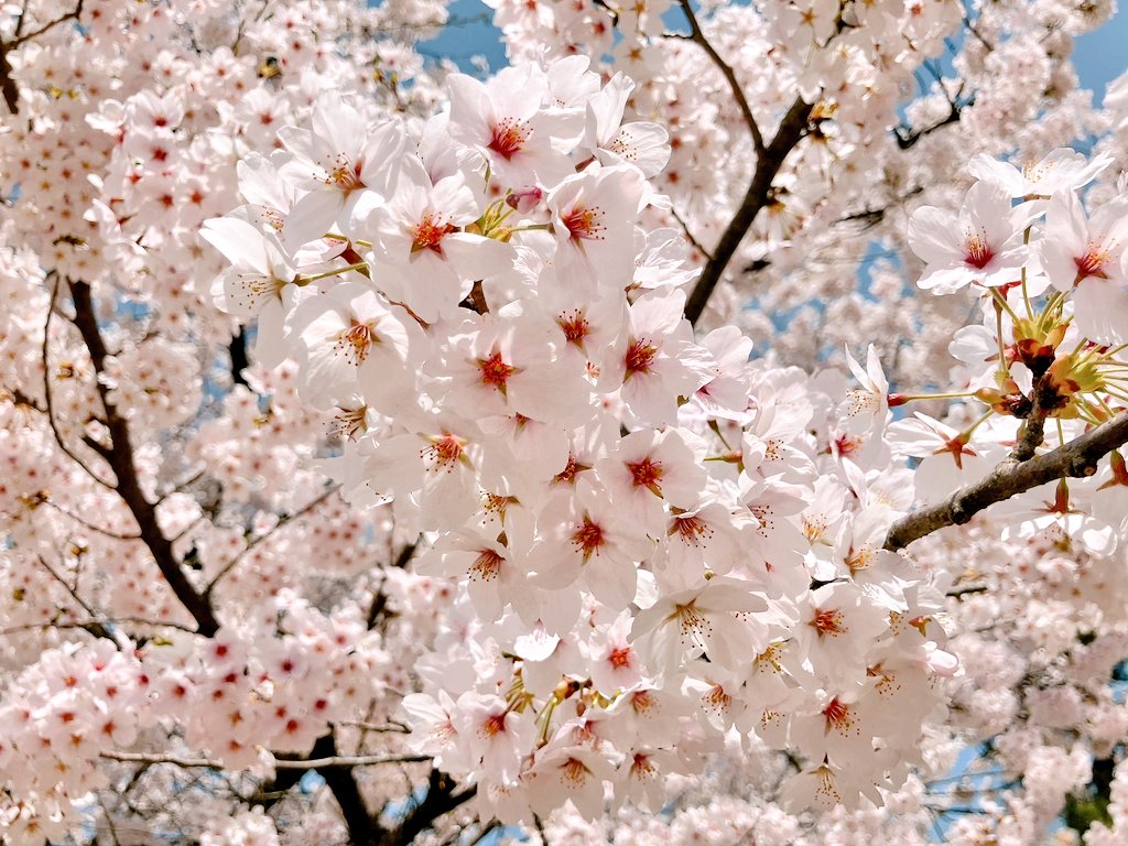 ありさ︎︎︎︎︎︎︎︎ (@lipt24) on Twitter photo 🌸全国からNissyへ春をお届け📣🌸
#Nissy_Re10th 全力で完走したNissyへ全国から桜のプレゼント🎁
#Nissy_NBC
#Nissy_Re10th最高の到達点をありがとう
#Nissyに私達から春のお知らせ
#各地の桜
#NissyへLippy_Rujju_桜
<a href="/NissyStaff/">Nissy_staff</a>
少し遅くなりましたが
秋田からNissyに愛をこめて
だいすき♡ 🌸全国からNissyへ春をお届け📣🌸
#Nissy_Re10th 全力で完走したNissyへ全国から桜のプレゼント🎁
#Nissy_NBC
#Nissy_Re10th最高の到達点をありがとう
#Nissyに私達から春のお知らせ
#各地の桜
#NissyへLippy_Rujju_桜
<a href="/NissyStaff/">Nissy_staff</a>
少し遅くなりましたが
秋田からNissyに愛をこめて
だいすき♡