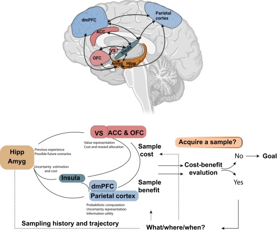 bahaatallah's tweet image. Our review on active information sampling is now online (pre-proof). @ELSneuroscience
We synthesise current knowledge on the behavioural, neural, and computational mechanisms of active sampling in health and disease.
sciencedirect.com/science/articl…
with @PetitetPierre @MasudHusain