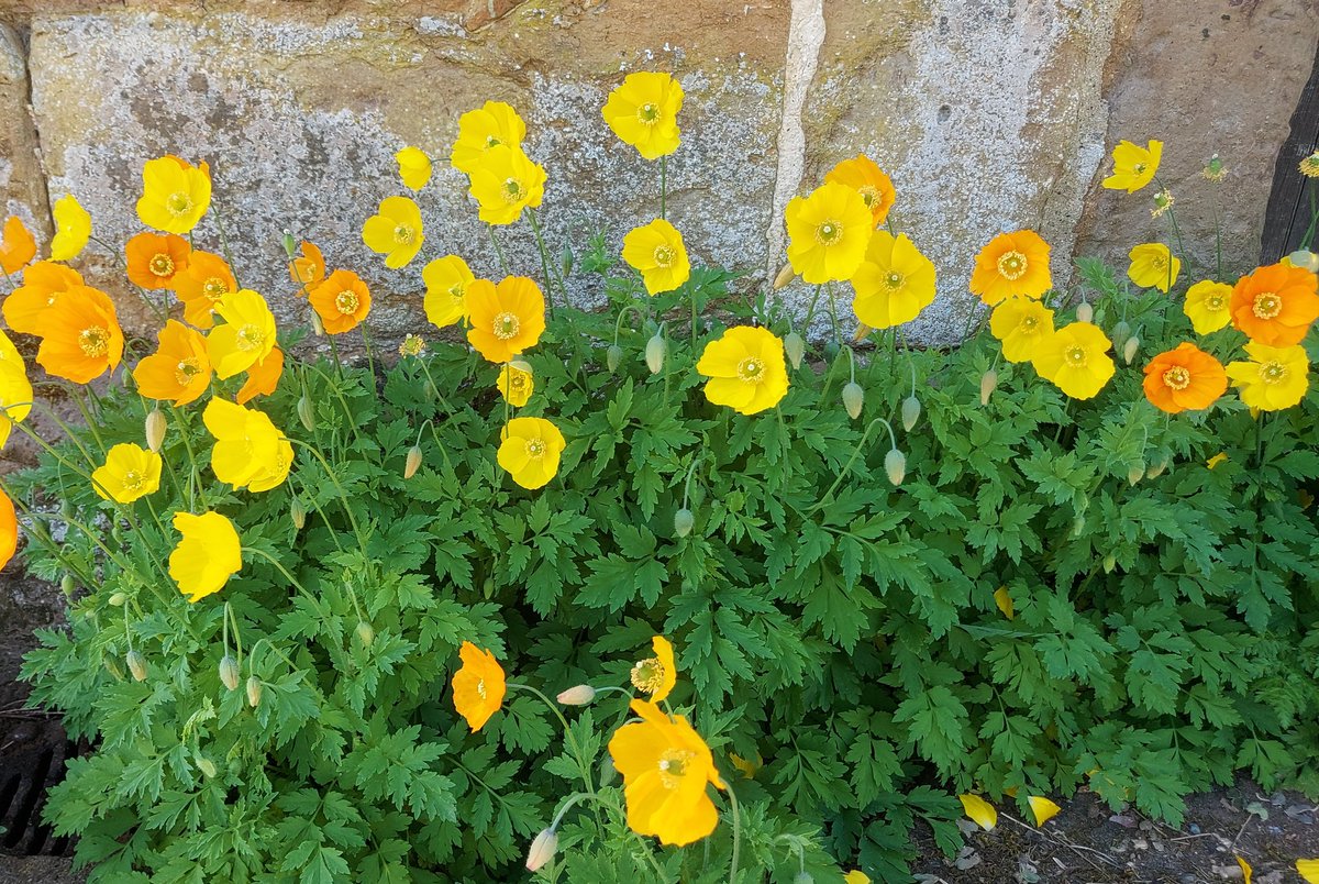 netherfield 🌻 tweet media