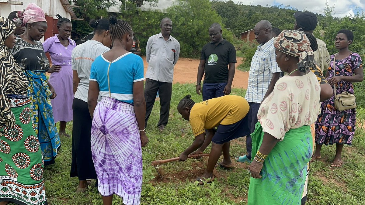 KCCGP_'s tweet photo. In the heart of communities, a powerful movement is taking root uniting neighbors, fostering environmental awareness, and contributing to global carbon reduction efforts. Growing Together explores the impact of community tree planting initiatives,…#CosmoProject @PlanKenya https://t.co/6uOu8UtxsW