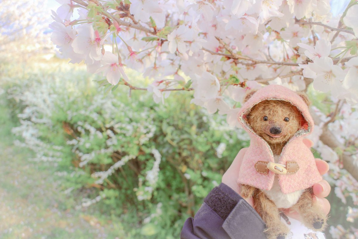 8morupeco8's tweet photo. 一目惚れしたテディベアと桜🌸
 #ぬい撮り  #ぬい活  #テディベア https://t.co/1rUX8a0kEG